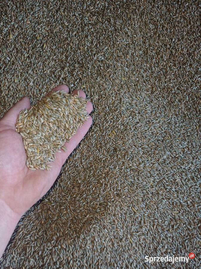 Sprzedam żyto Zboża