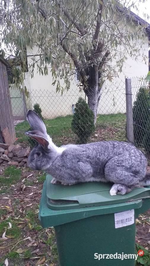 Olbrzymy Belgijskie BOSS