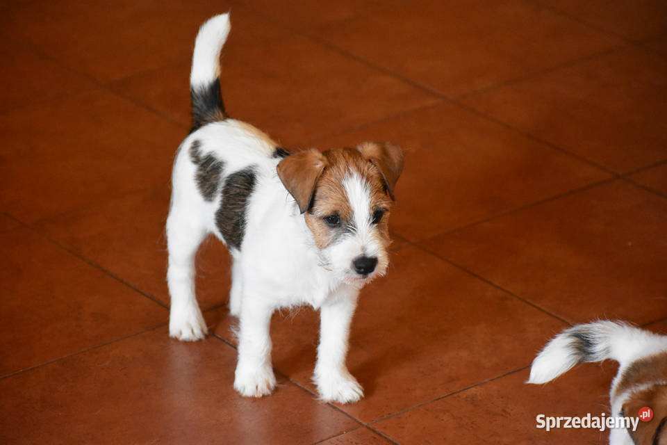 Piękne szczenięta Parson Russell Terrier rodziny Pozostałe Czarny Bór