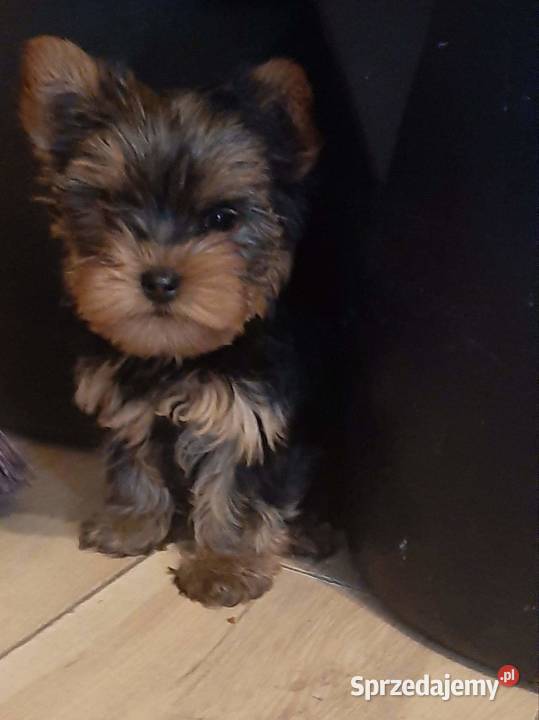 York terrier miniaturki szczeniaki Krzywica