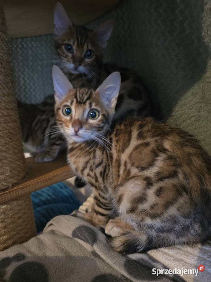 Kociaki Bengalskie gotowe do odbioru
