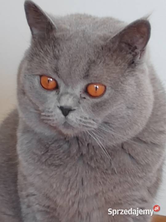 Reproduktor brytyjski  - krycie