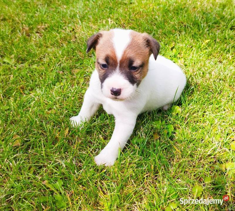 Jack Russell terrier świętokrzyskie Opatów