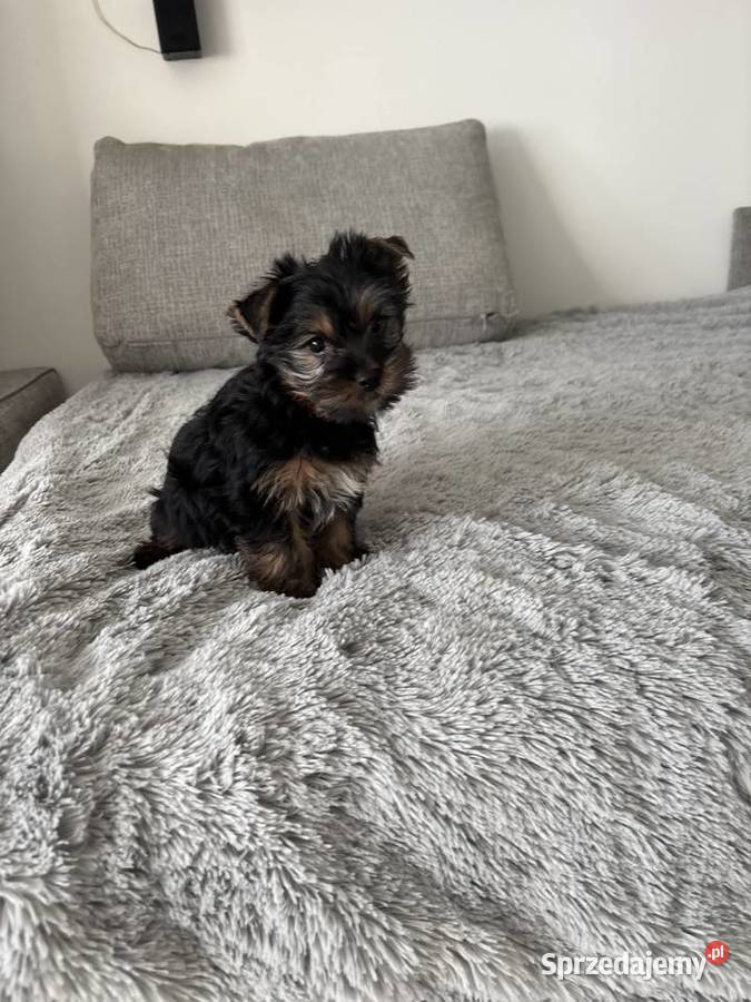 Piękna suczka Yorka Wysokie