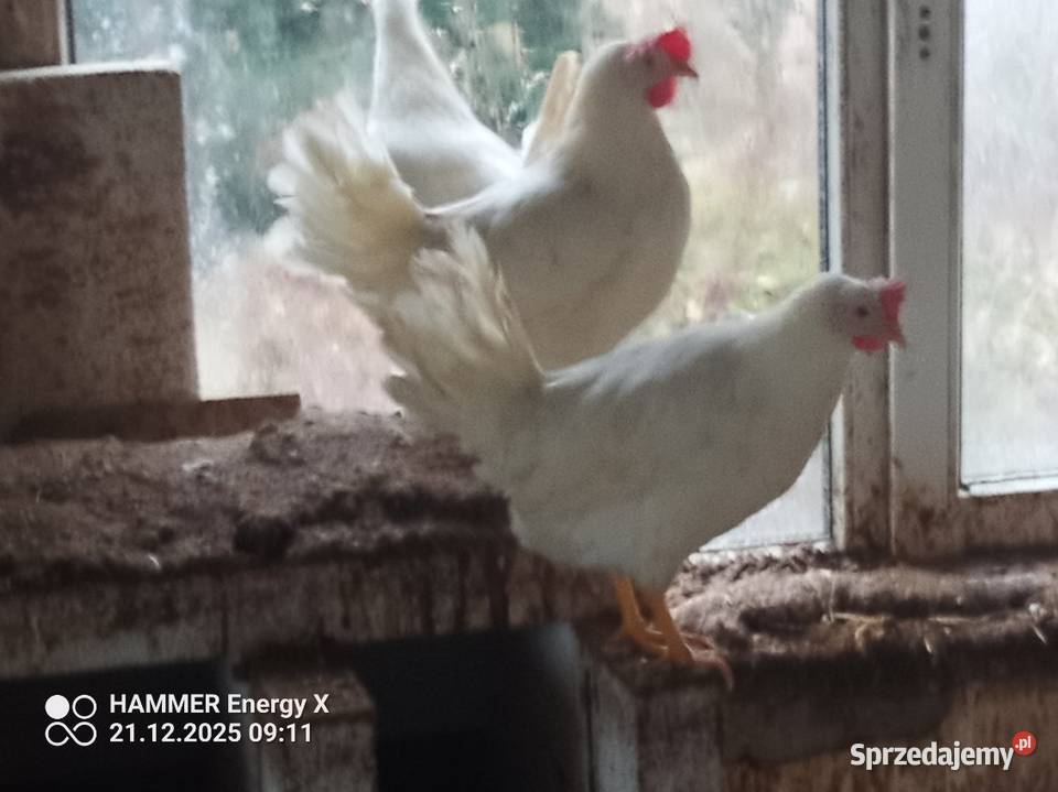 Jajka wiejskie eko kujawsko-pomorskie Dubielno