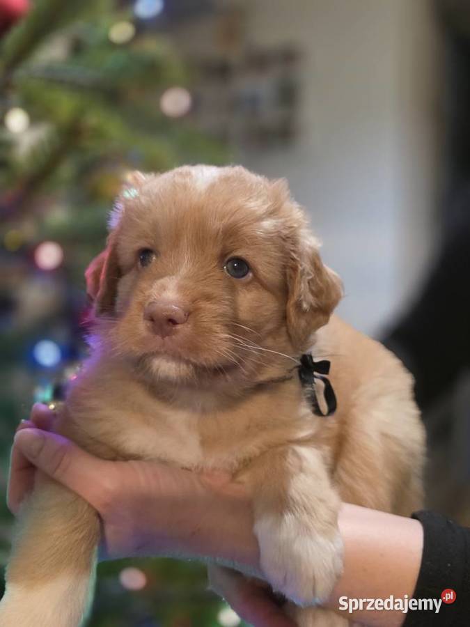 Nova Scotia Duck Tolling Retriever Pruszcz Gdański