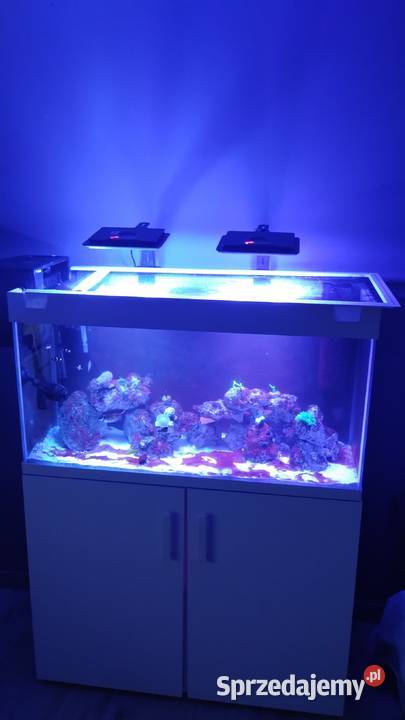 Akwarium Morskie 200l 100x40x50 Ryby Czerwieńsk