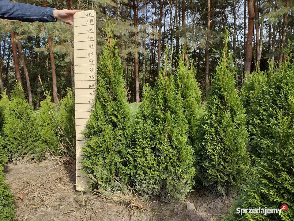 Tuja szmaragd Thuja szmaragd smaragd lubelskie Kurów