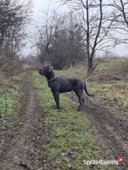 Cane corso 11 miesięcy piwa szuka domu Katowice