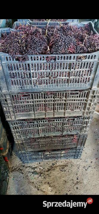 Sadzonki BZU CZARNEGO 2letnie mazowieckie