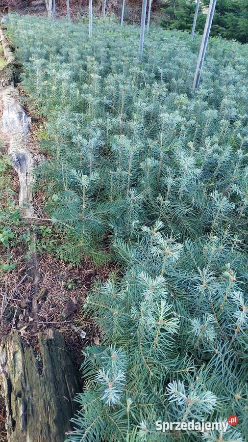 Jodła kalifornijska 23 lata własna produkcja mazowieckie Osuchów sprzedam
