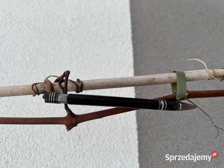Słodki winogronEINSET SEEDLESS Sadzonki małopolskie Łazy Brzyńskie sprzedam