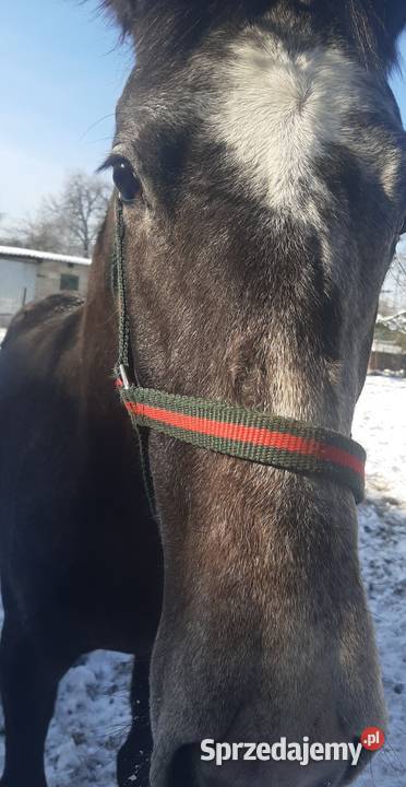 Ogier SP Nowe Gajęcice