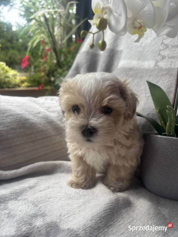 Maltipoo F1 piesek Pozostałe