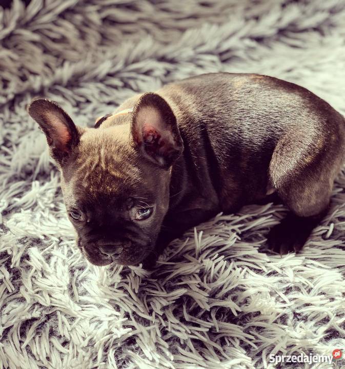 PIĘKNE Buldogi francuskie buldog francuski Elbląg