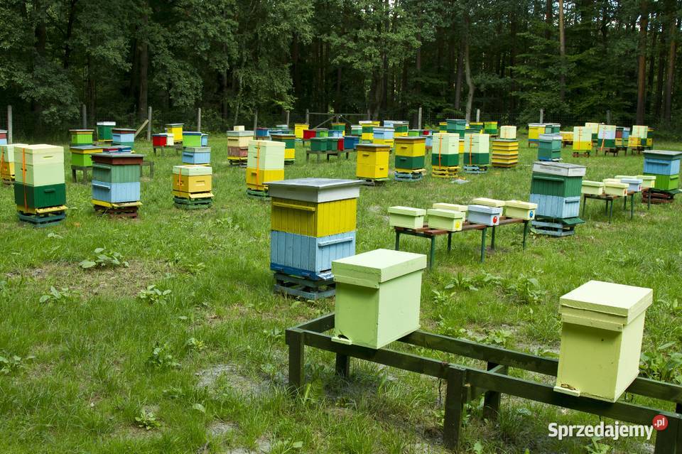ODKŁADY matki pszczele