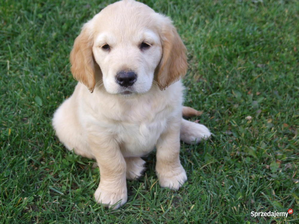 złote szczeniakI Golden Retriever podlaskie