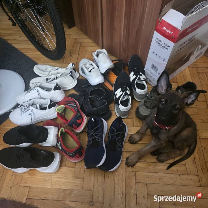 Owczarek belgijski malinois suczka 8 tygodni mazowieckie Wyszków