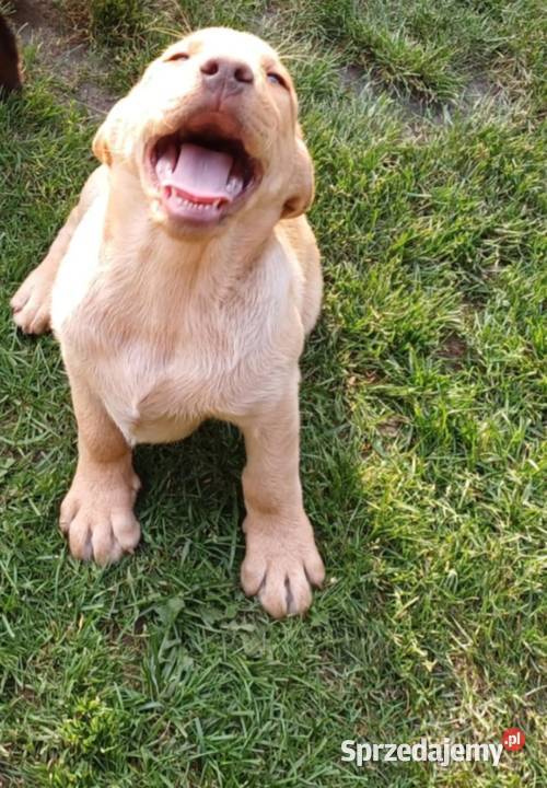 Piękny Labrador Retriever biszkoptowy