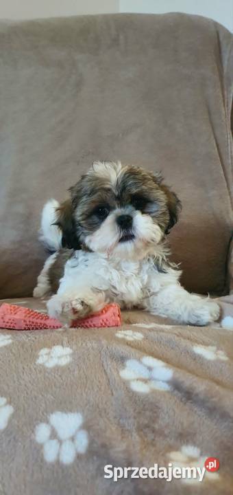 Śliczny Piesek Shih Tzu Zwierzęta Puławy sprzedam