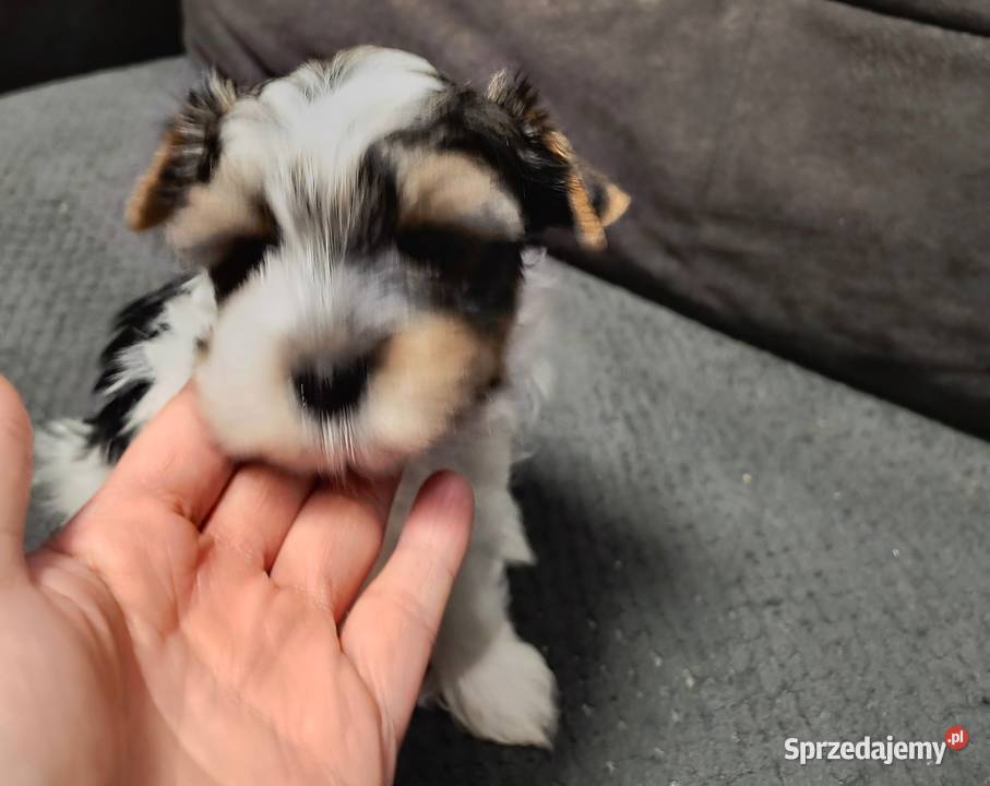 Śliczny piesek Yorkshire Terrier Biewer Tricolor York