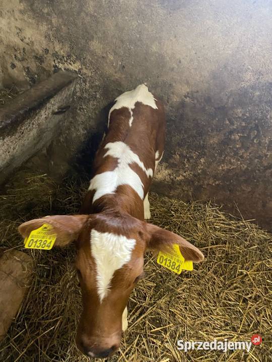 Sprzedam byczki Bydło