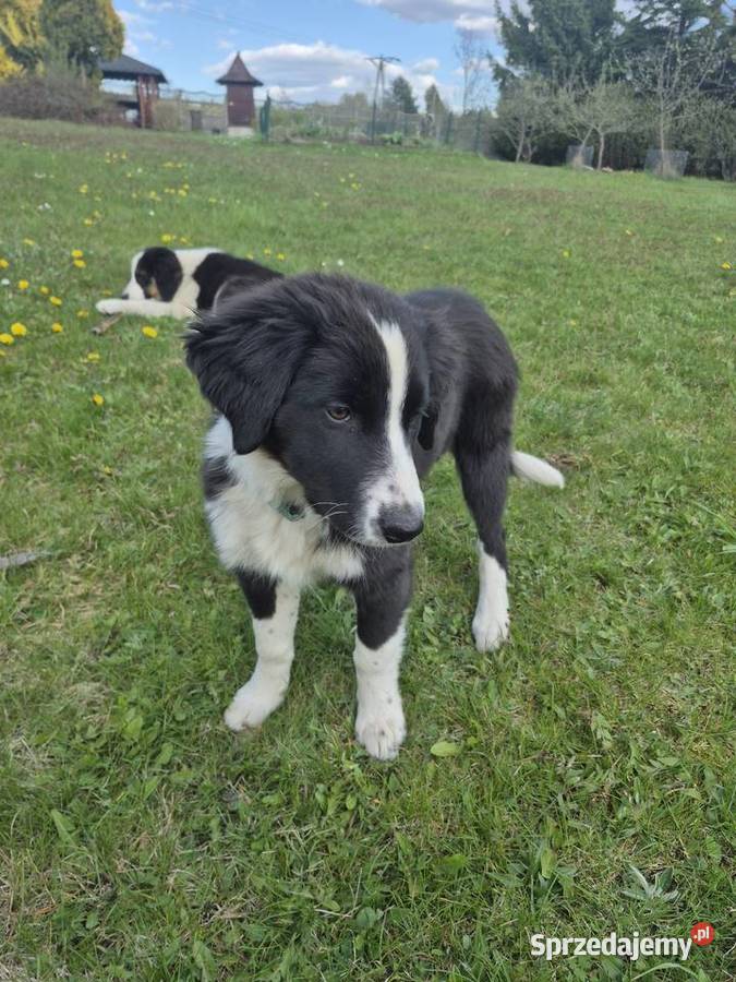 Border Collie Border Family Pozostałe Suchedniów