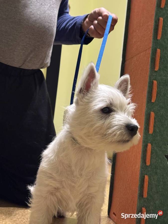 WEST HIGHLAND WHITE TERRIER sprzedam