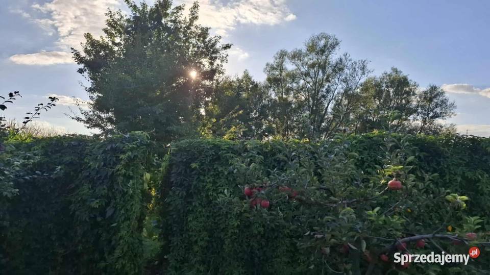 Siedlisko gospodarstwo ziemia rolna dom Piskorczyn