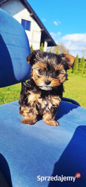 Śliczny piesek yorkshire terrier