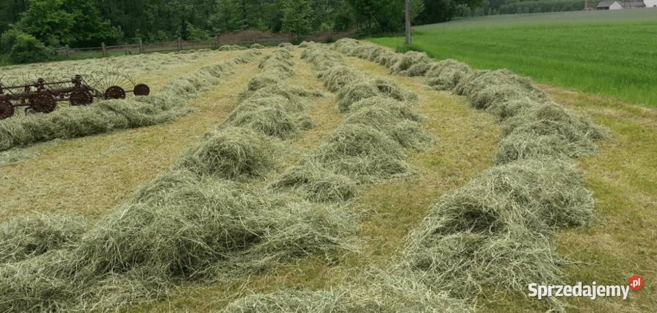 Dzierżawa łąki 24 h Janki gmina Somianka tłuste Popowo Kościelne