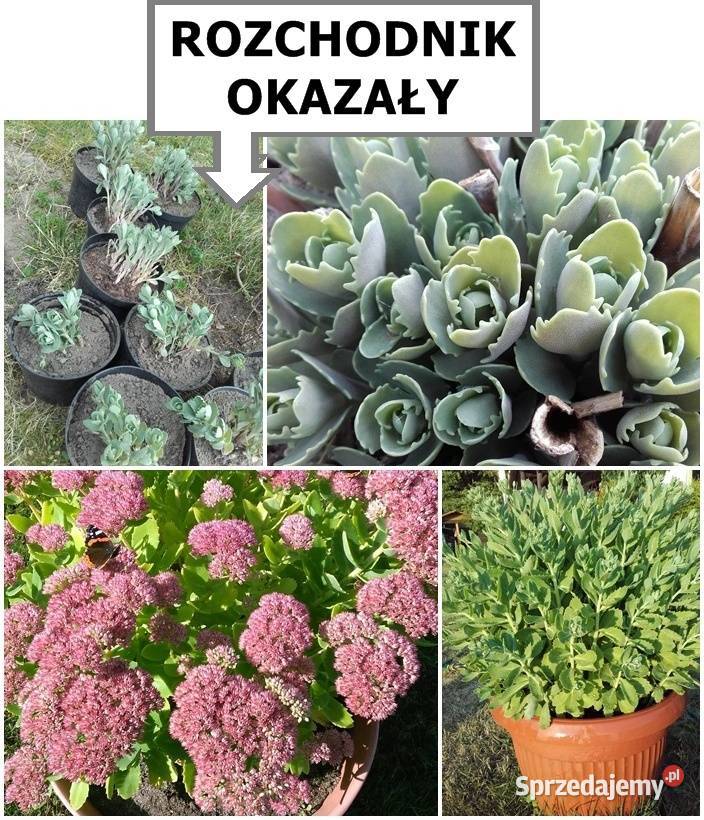 ROZCHODNIK okazały wieloletni inne roślinyWysył Koszalin