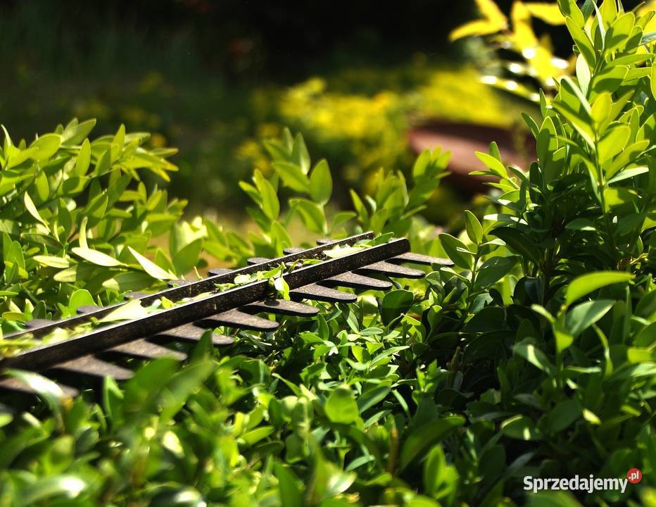 Sprzątanie ogrodu działki czyszczenie dolnośląskie Wrocław ogród