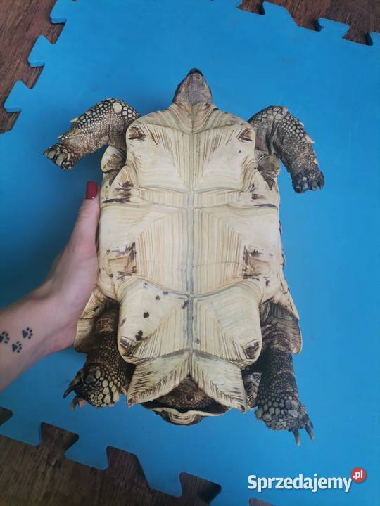 Sprzedam żółwia lamparciego Sochaczew