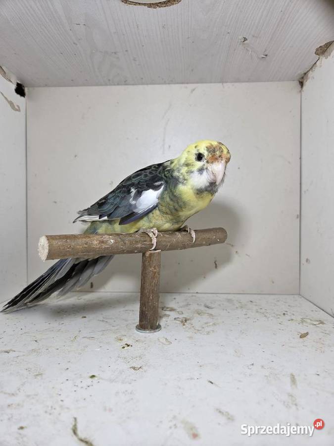 Rozella królewska samica Szymanowice