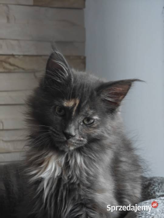 Maine Conn Betina Poręby