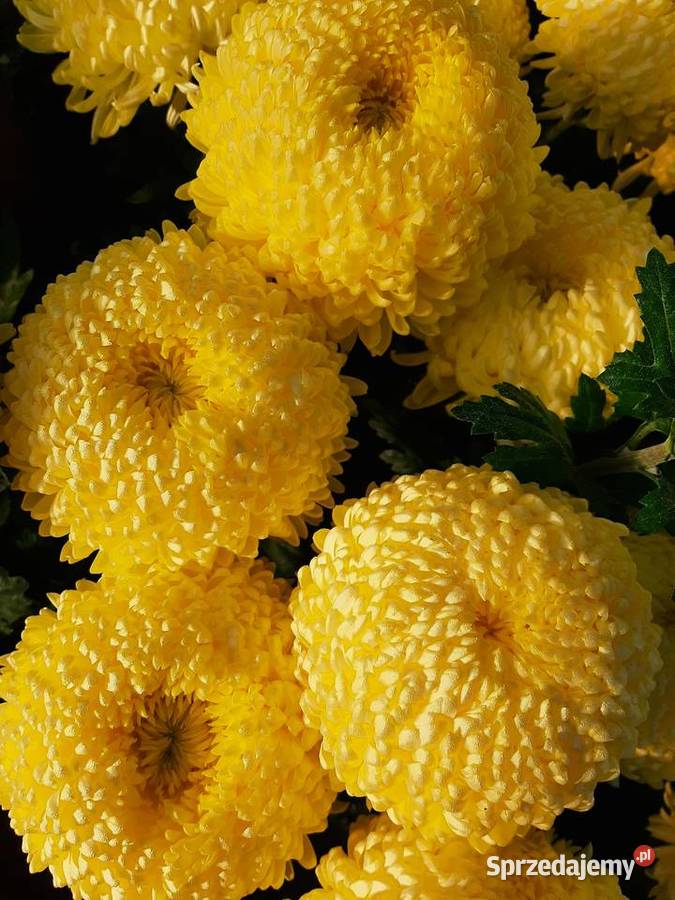 Chryzantemy cięte i doniczkowe Błonie
