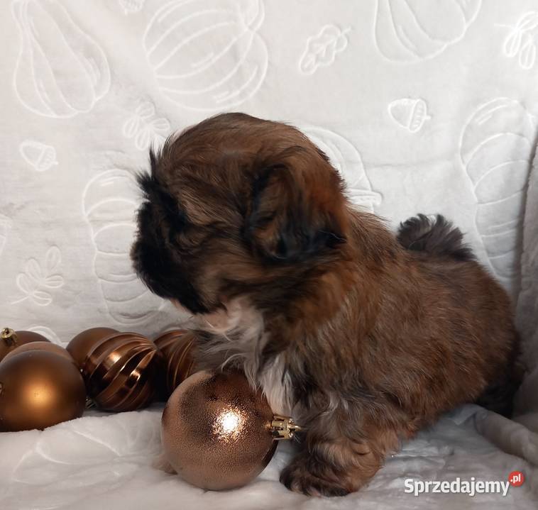 ShihTzu chłopiec odbiór w grudniu Strzelce Opolskie