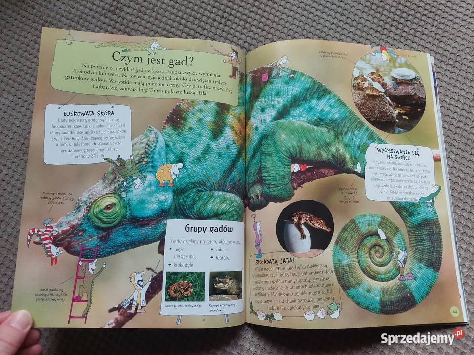 National Geographic Małe Mózgofalki poznają Kraków