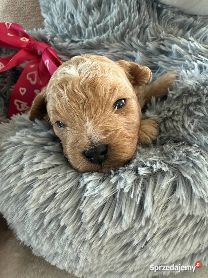 BichpooPoochon Maltipoo pomorskie Czarnówko