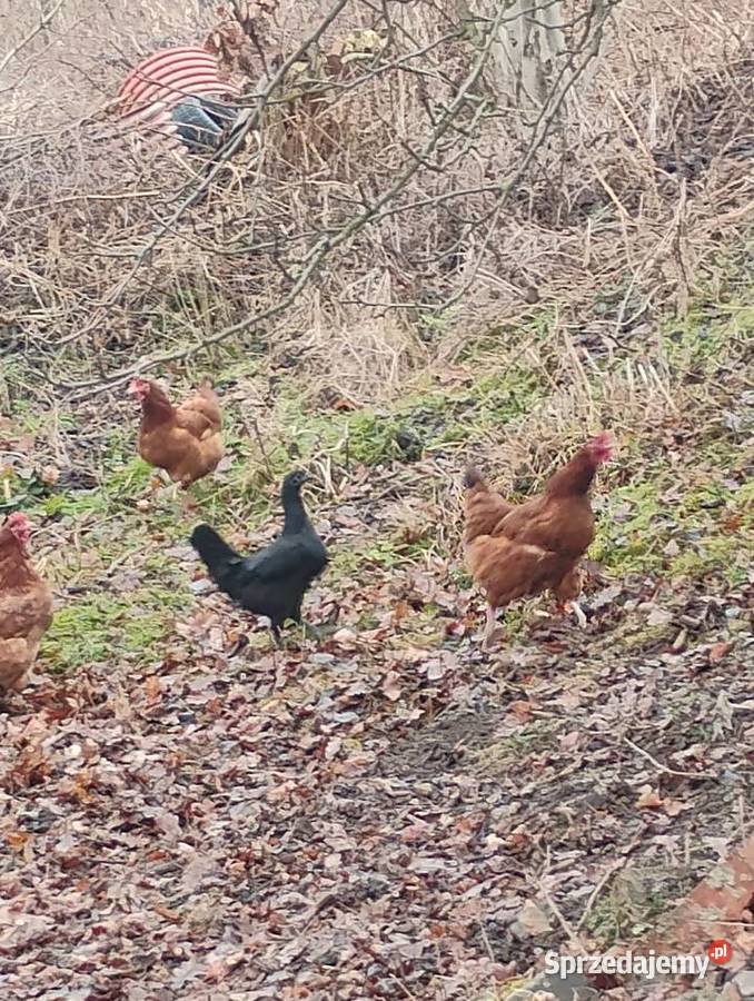 ayami cemani Zebrzydów