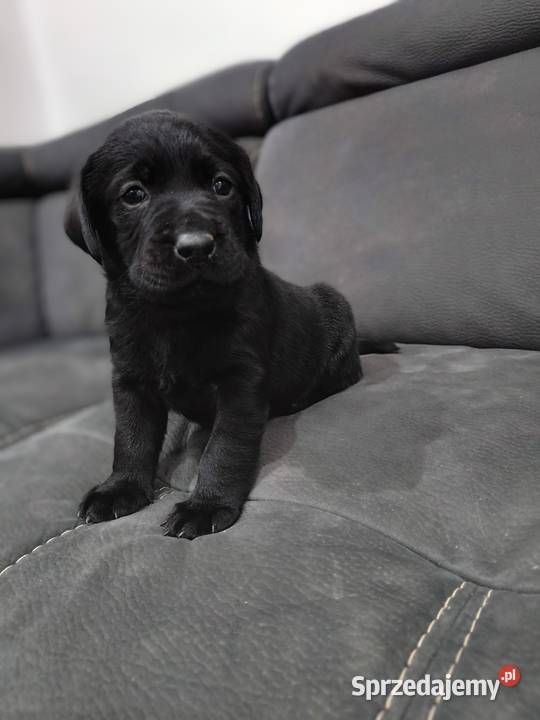 Labrador retriever Słopnice