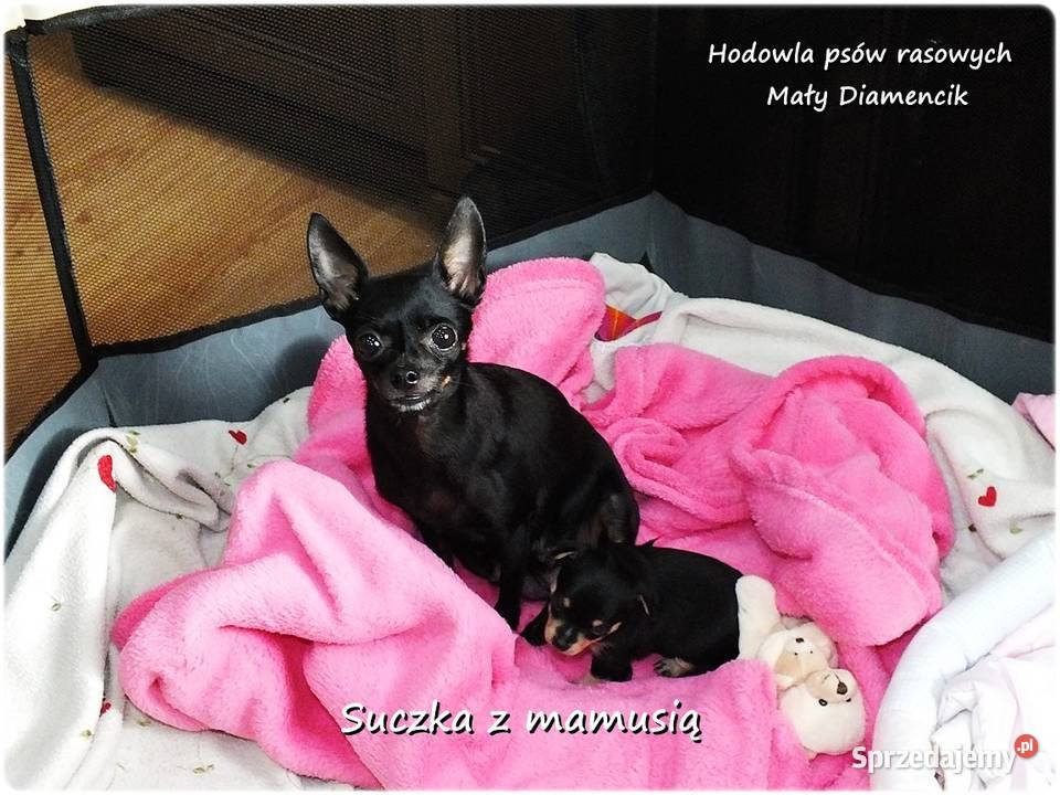 Mały Piesek BAKUŚ Ratlerek sarenka Pinczer Żary