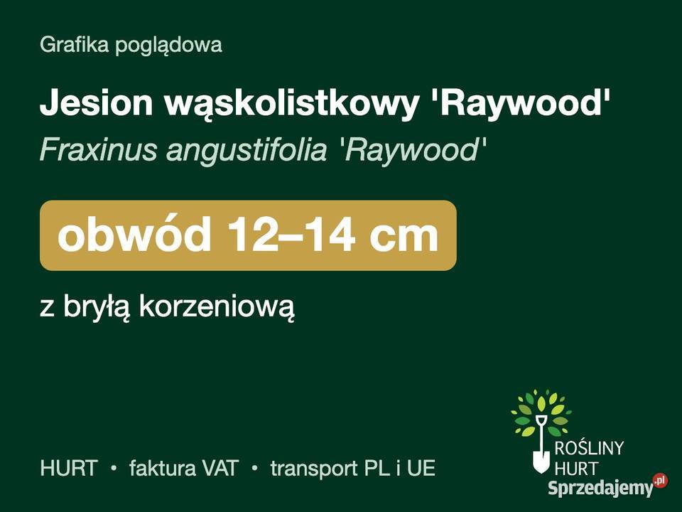 Jesion wąskolistkowy Raywood obwód 1214 z bryłą