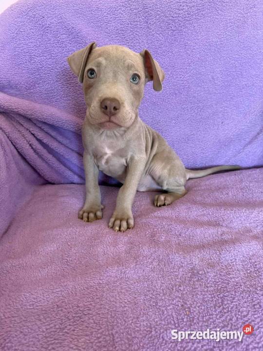 American Pit Bull silverfawn pitbull Sieradz