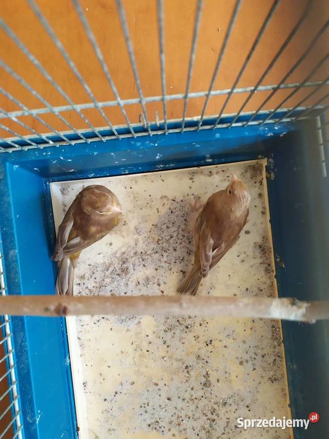 kanarek kanarki pheoszpaltytimbrado Ptaki dolnośląskie