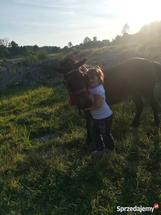 Kucyk klacz walijska Konie Żyrardów