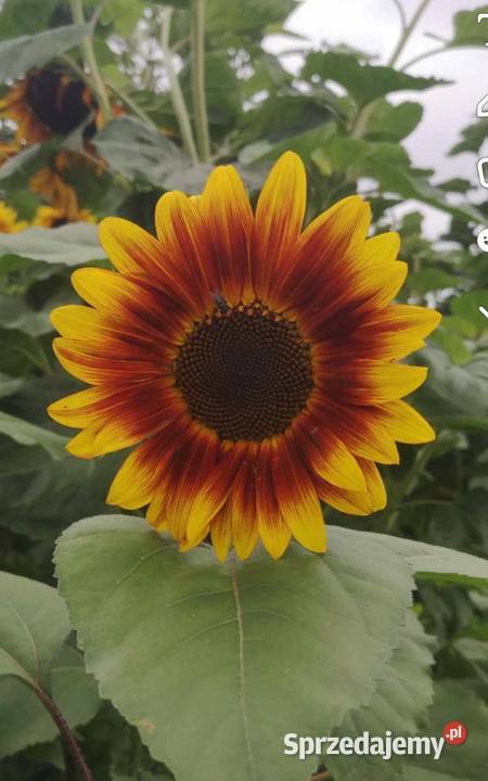 Kwiaty słonecznika kolorowe Bełżyce