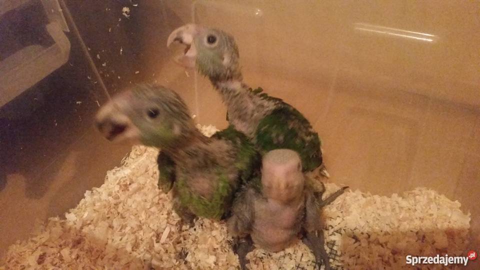 Amazonka niebieskoczelna ręcznie karmiona Wałbrzych