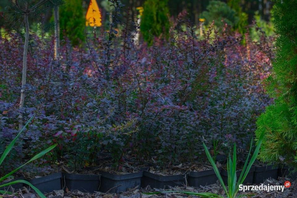 Berberys Thunberga Atropurpurea 2030 donica 3 l